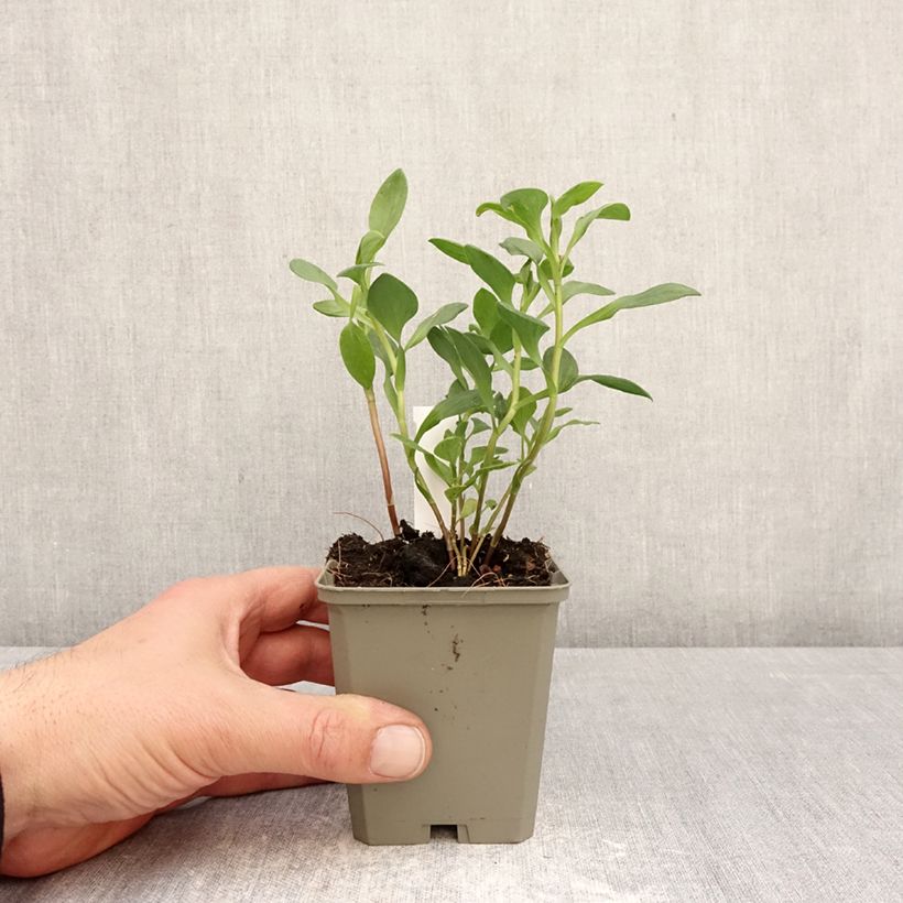Example of Inkalilja Majestic Marcé Godet de 8/9 cm as you get in printemps