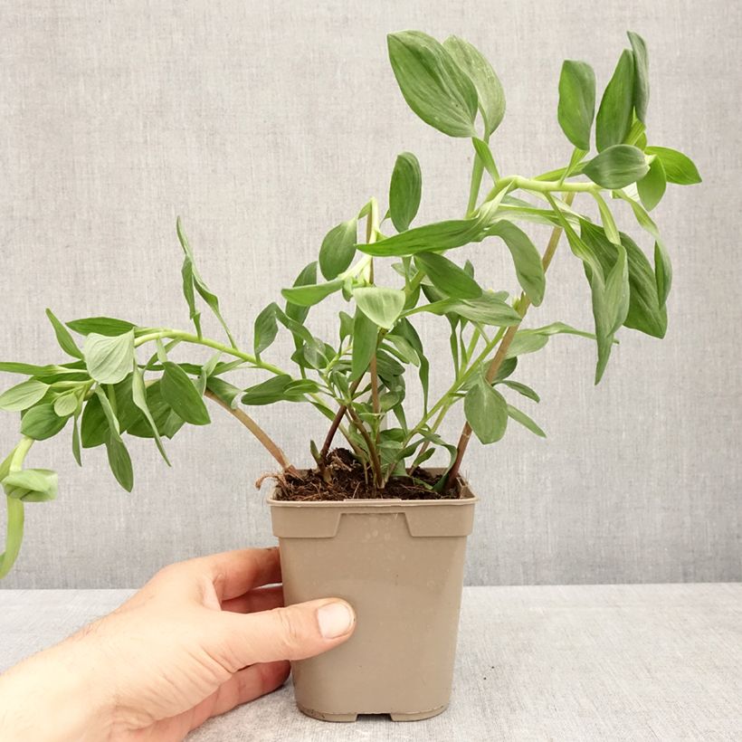 Example of Inkalilja Majestic Marcé Pot de 1L/1,5L as you get in printemps