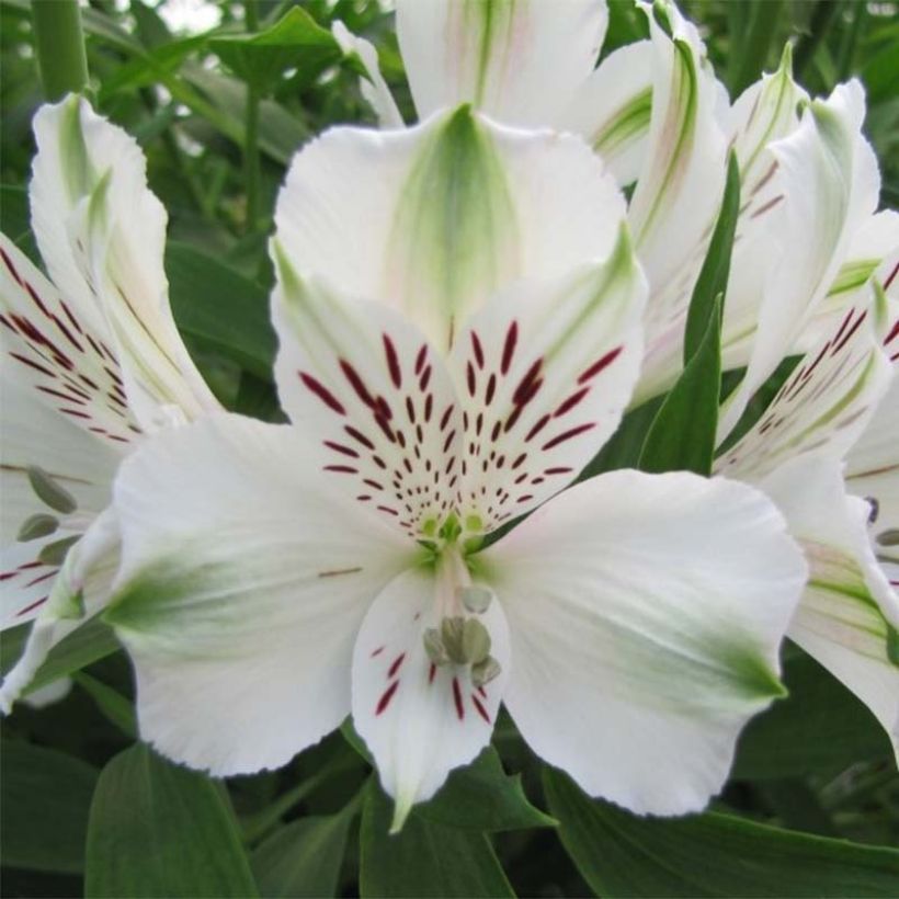 Inkalilja Majestic Mazé (Flowering)