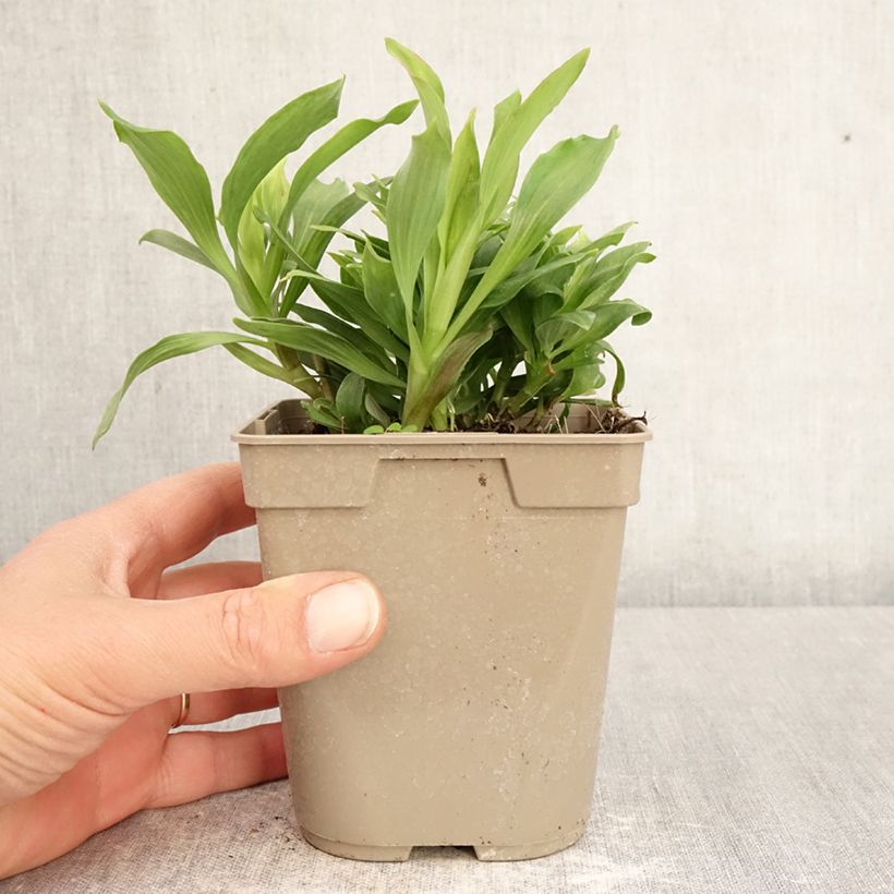 Example of Inkalilja Majestic Mazé Pot de 1L/1,5L as you get in printemps