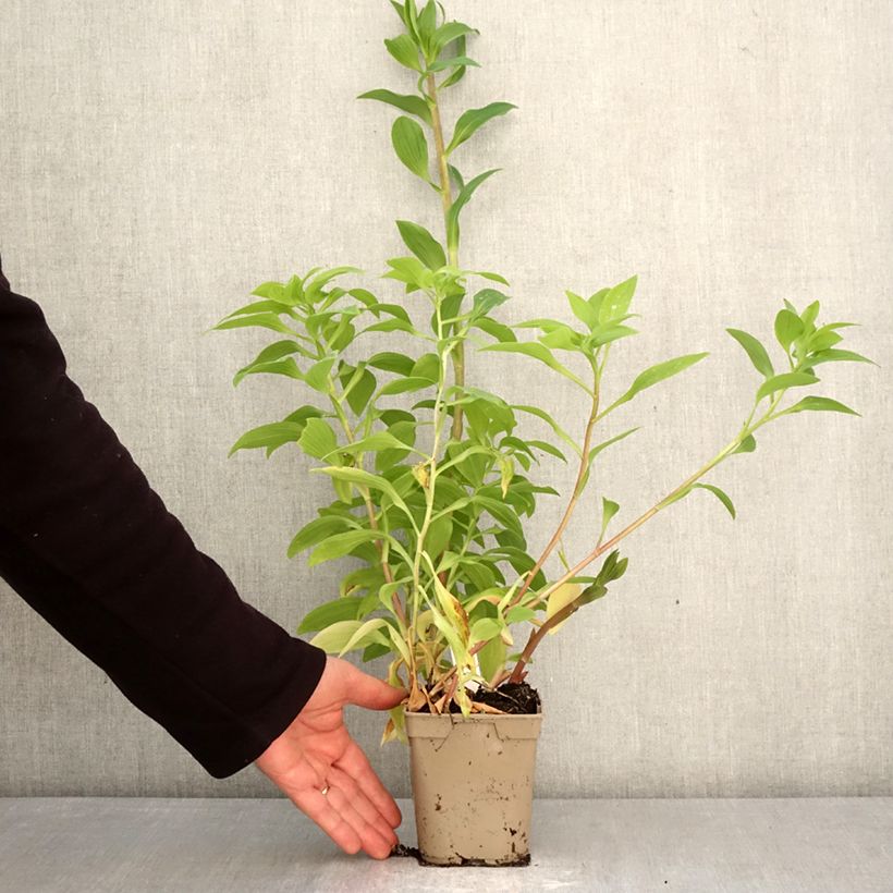 Example of Inkalilja Majestic Tiercé Pot de 1L/1,5L as you get in printemps