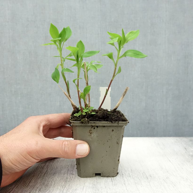 Esimerkki syksyllä toimitetusta Inkalilja Majestic Aubance 8/9 cm taimiruukku-taimesta