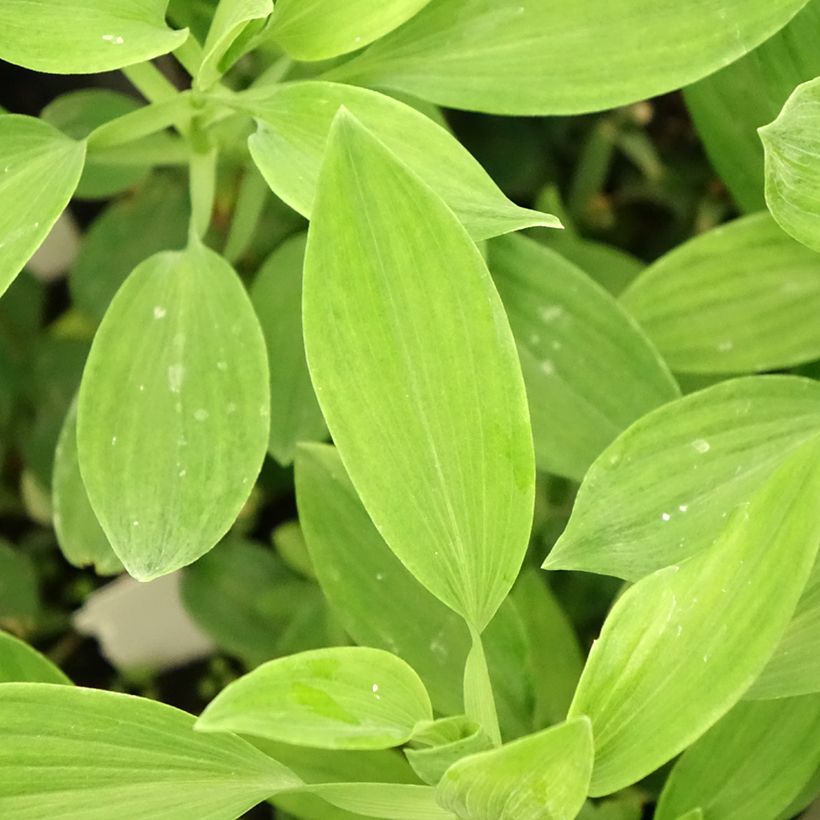 Inkalilja Majestic Aubance (Foliage)