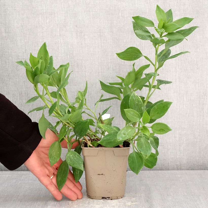 Example of Inkalilja Majestic Aubance Pot de 1L/1,5L as you get in printemps
