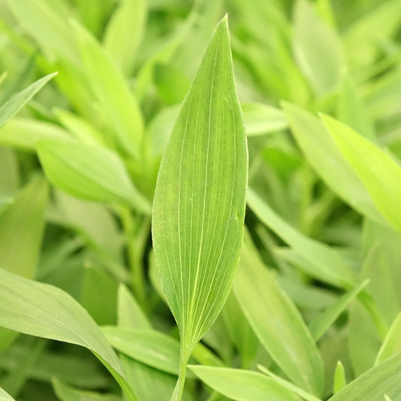 Inkalilja Majestic Avrillé (Foliage)