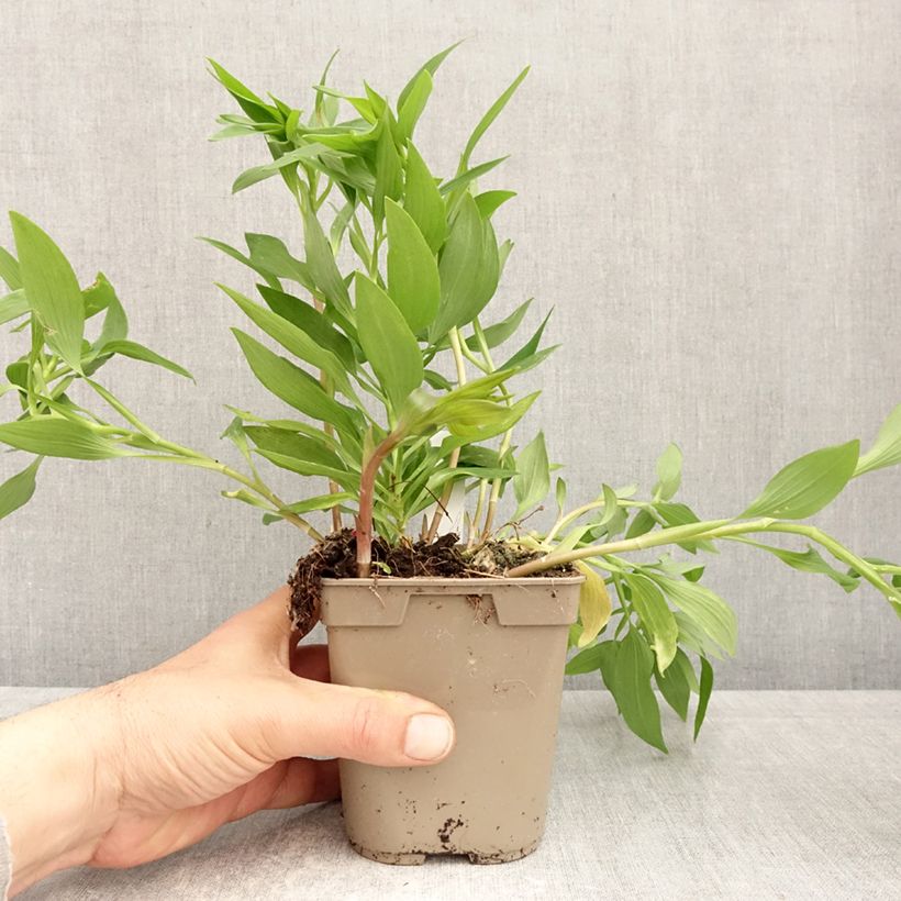 Example of Inkalilja Majestic Avrillé Pot de 1L/1,5L as you get in printemps
