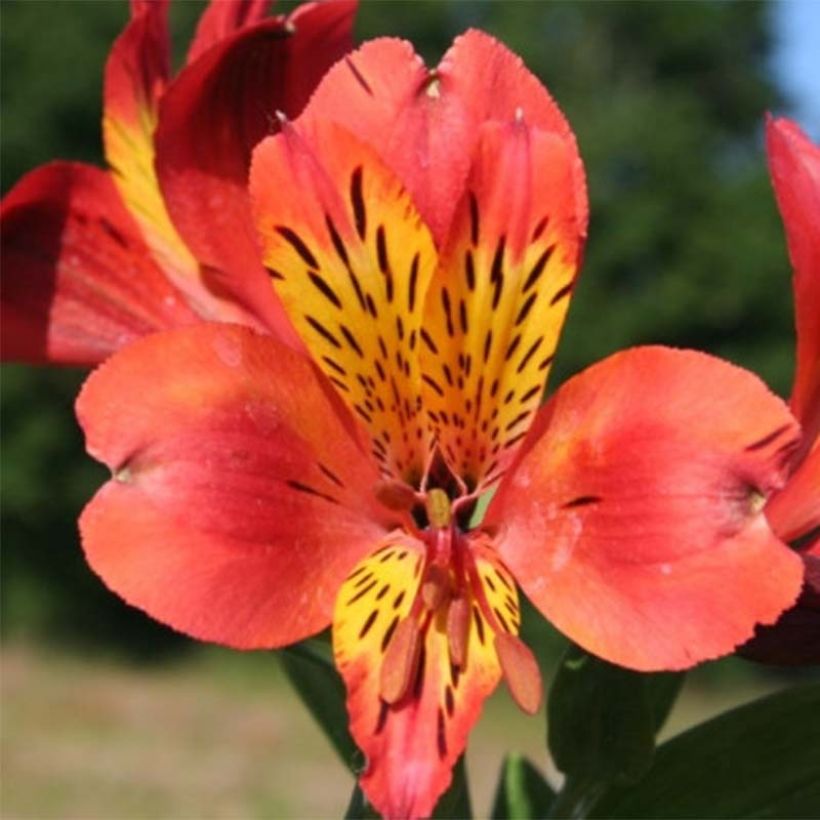 Inkalilja Majestic Brissac (Flowering)
