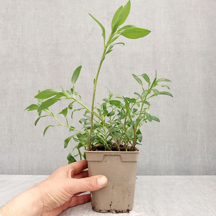 Example of Inkalilja Majestic Brissac Pot de 1L/1,5L as you get in printemps