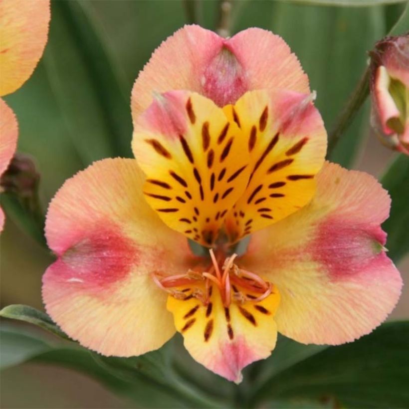 Inkalilja Majestic Chartrené (Flowering)