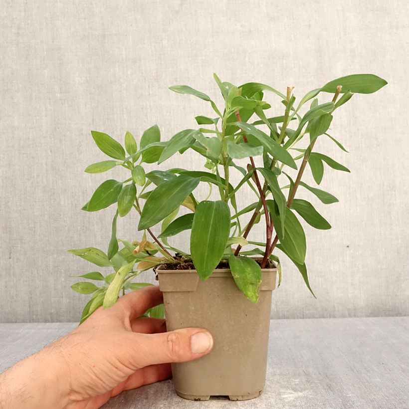 Example of Inkalilja Majestic Chinon Pot de 1L/1,5L as you get in printemps