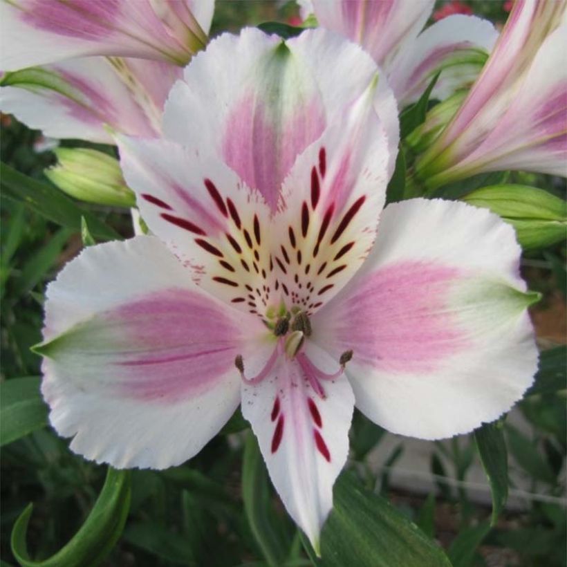 Inkalilja Majestic Fougeré (Flowering)