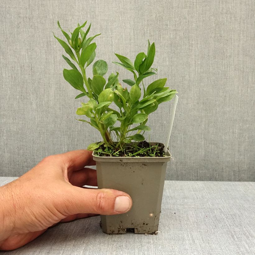 Esimerkki keväällä toimitetusta Inkalilja Pitchounes Charlotte 8/9 cm taimiruukku-taimesta