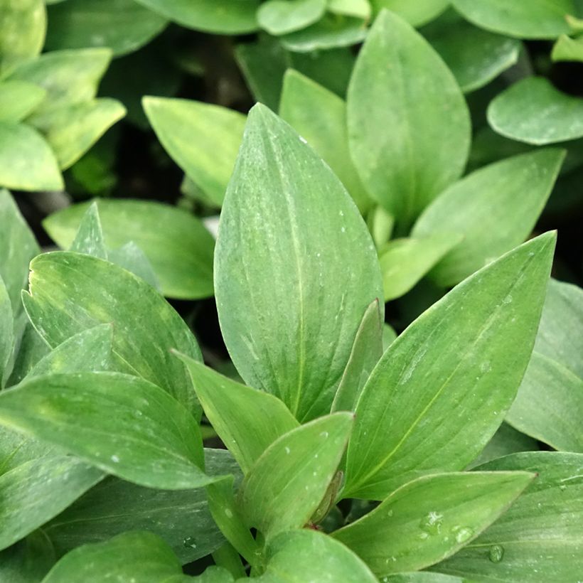 Inkalilja Pitchounes Gaspard (Foliage)