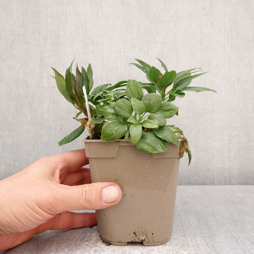 Example of Inkalilja Pitchounes Gaspard Pot de 1L/1,5L as you get in printemps