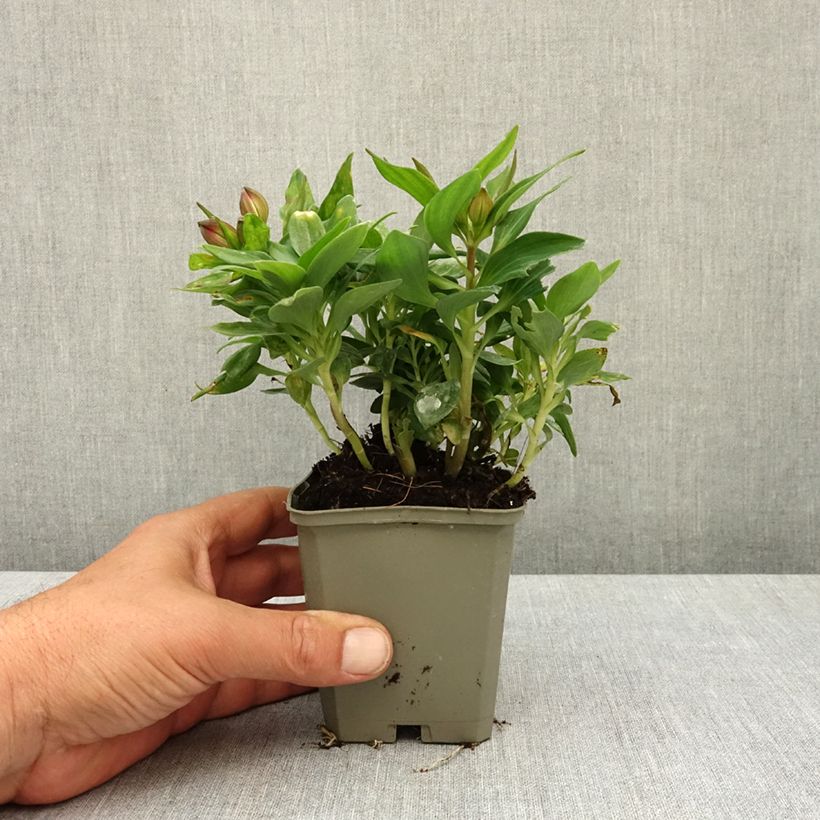 Esimerkki keväällä toimitetusta Inkalilja Pitchounes Lily Rose 8/9 cm taimiruukku-taimesta