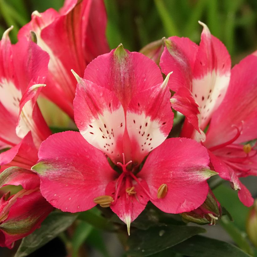 Inkalilja Pitchounes Lily Rose (Kukinta)
