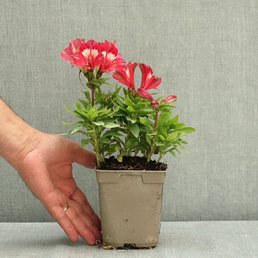 Esimerkki kesällä toimitetusta Inkalilja Pitchounes Lily Rose 1 litran / 1,5 litran ruukku-taimesta