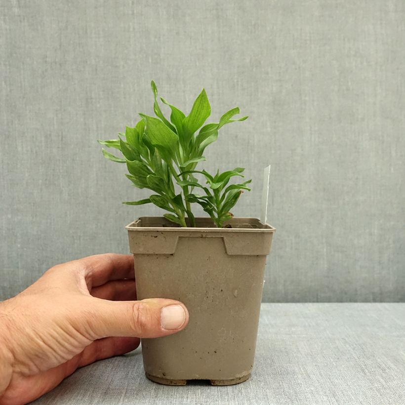 Esimerkki kesällä toimitetusta Inkalilja Pitchounes Lola 1 litran / 1,5 litran ruukku-taimesta