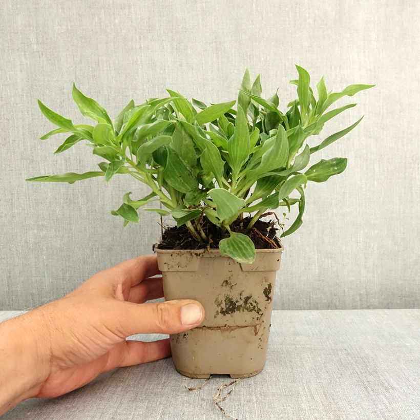 Esimerkki keväällä toimitetusta Inkalilja Pitchounes Lola Ruukku 1L / 1,5L-taimesta