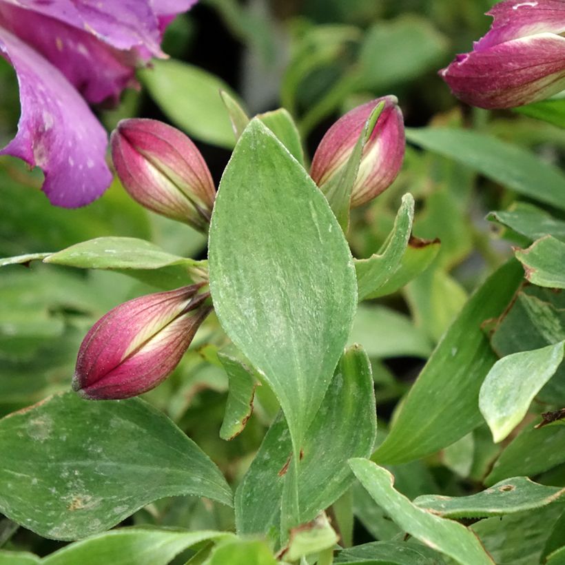 Inkalilja Pitchounes Lucas (Foliage)