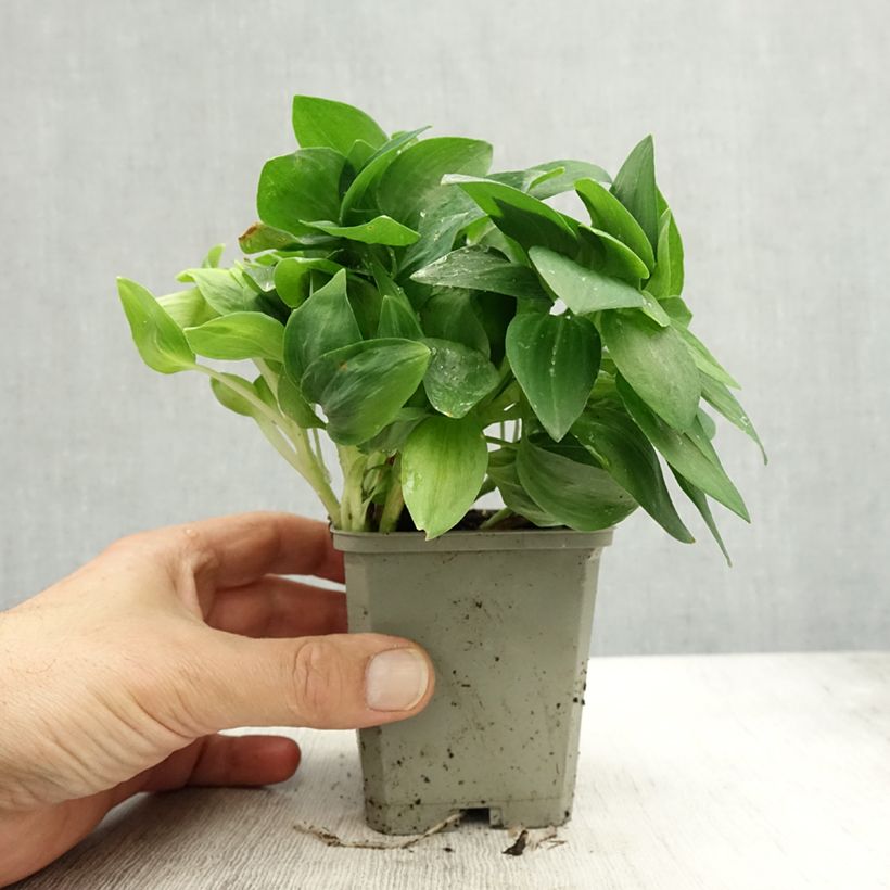 Esimerkki syksyllä toimitetusta Inkalilja Pitchounes Noah 8/9 cm taimiruukku-taimesta