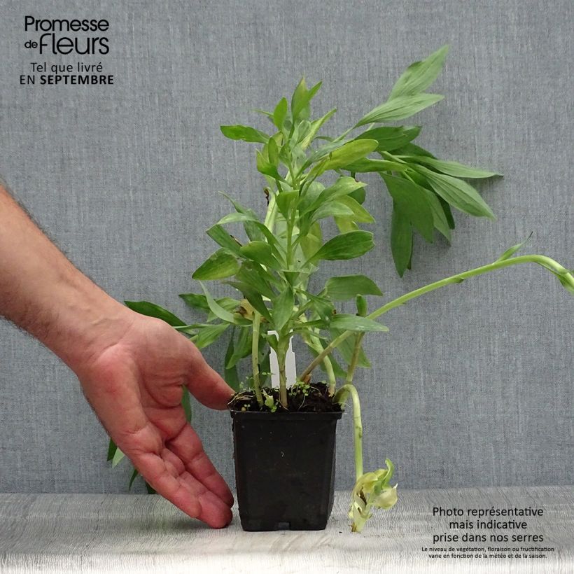 Esimerkki syksyllä toimitetusta Inkalilja Pitchounes Oceane 8/9 cm taimiruukku-taimesta