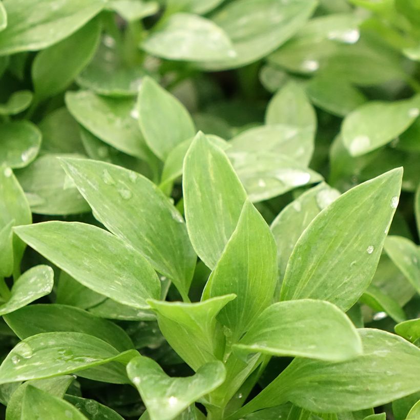 Inkalilja Pitchounes Oceane (Foliage)