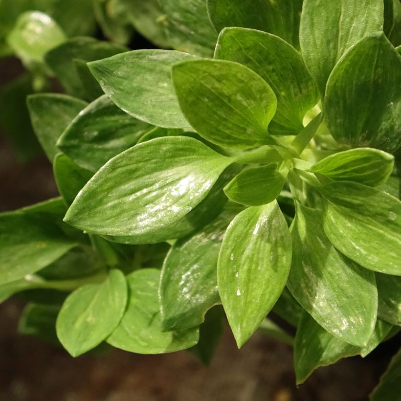 Inkalilja Pitchounes Rosie (Foliage)