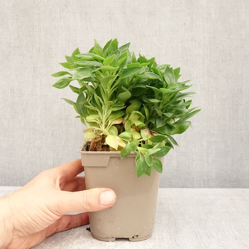 Example of Inkalilja Pitchounes Rosie Pot de 1L/1,5L as you get in printemps