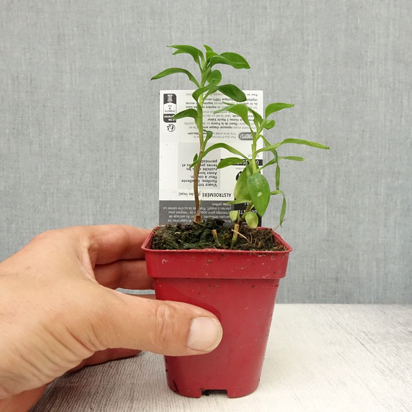 Example of Inkalilja - Alstroemeria aurantiaca Godet de 8/9 cm as you get in printemps