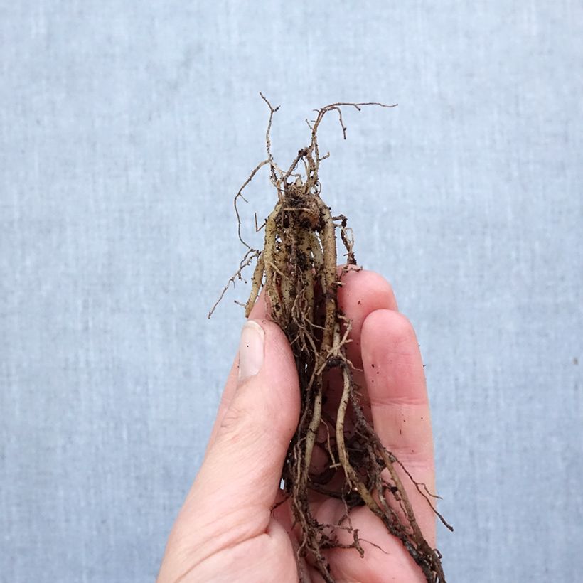 Example of Inkalilja Orange King Bulbe as you get in printemps