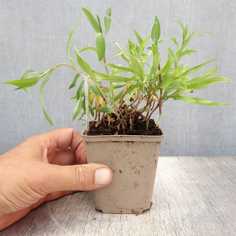 Example of Inkalilja Orange King Godet de 8/9 cm as you get in ete