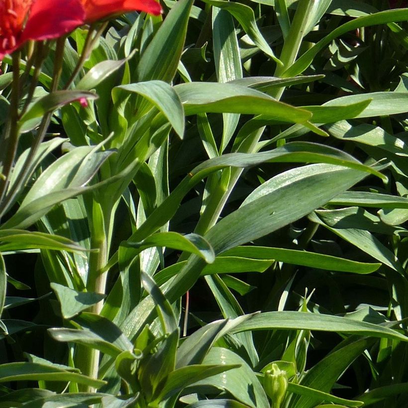 Inkalilja Summer Paradise Summer Pepper (Foliage)