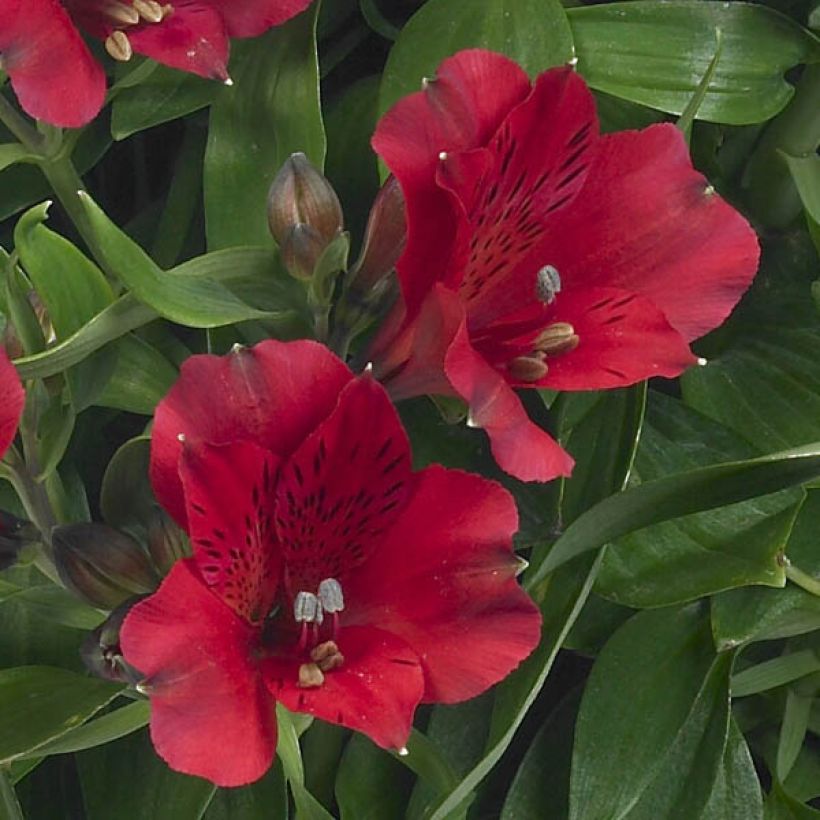 Inkalilja Inticancha Red ou Valentino (Flowering)