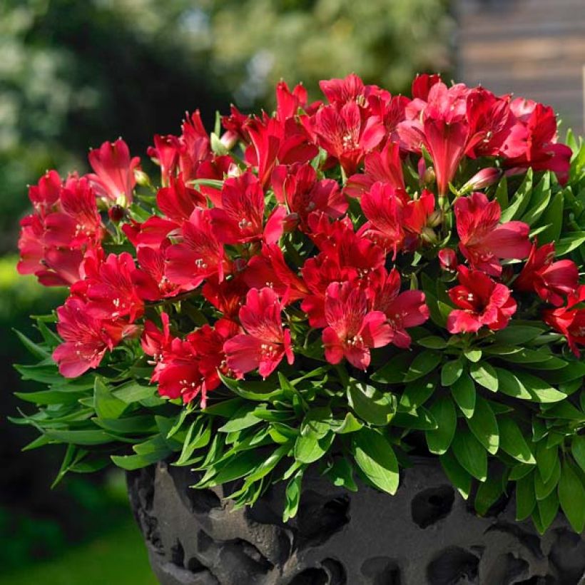 Inkalilja Inticancha Red ou Valentino (Plant habit)