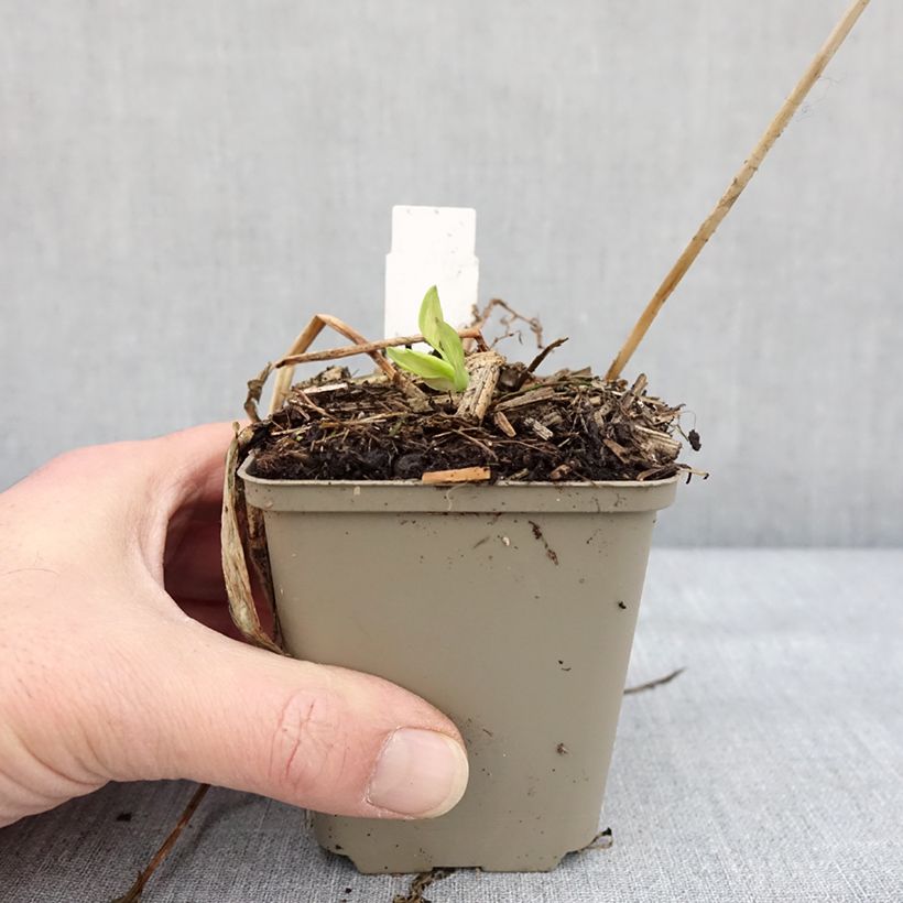 Esimerkki talvella toimitetusta Alstroemeria Rock'n roll - Lis des Incas Godet de 8/9 cm-taimesta