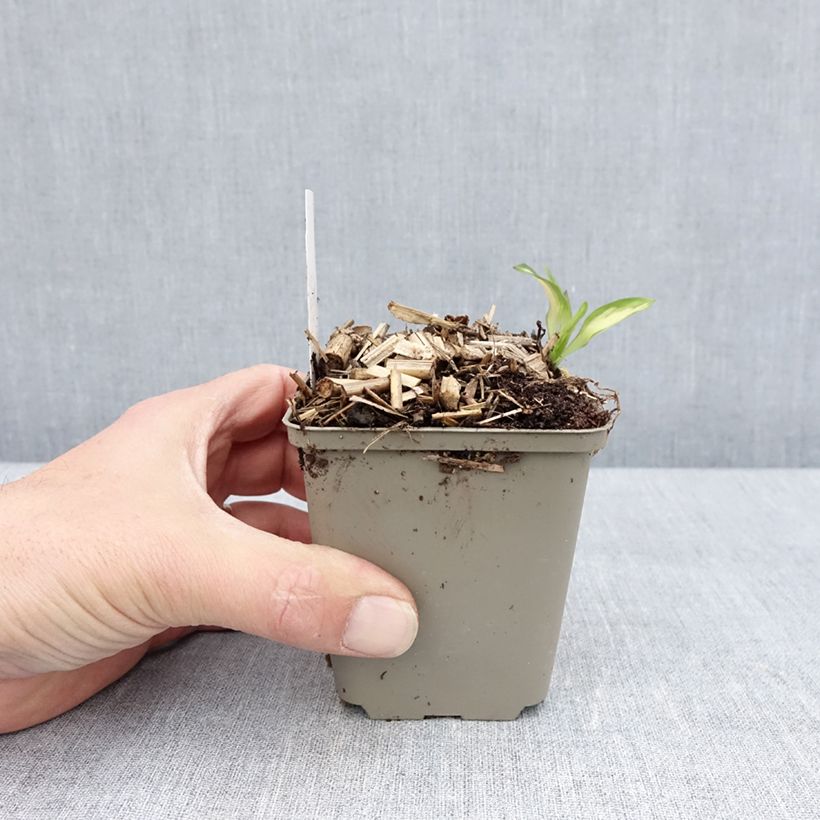 Example of Inkalilja Rock'n roll Godet de 8/9 cm as you get in printemps