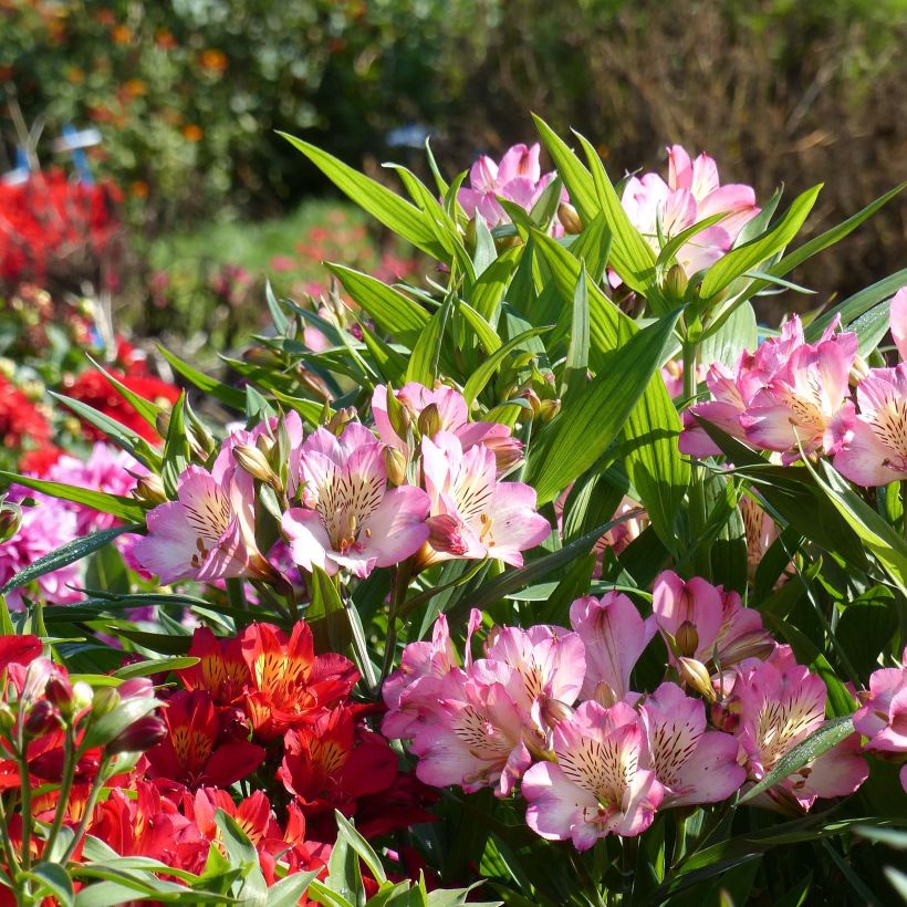 Inkalilja Summer Paradise Summer Break (Flowering)