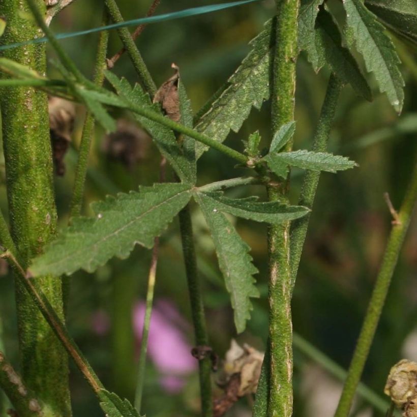 Rohtosalkoruusu - Althaea cannabina (Lehvistö)
