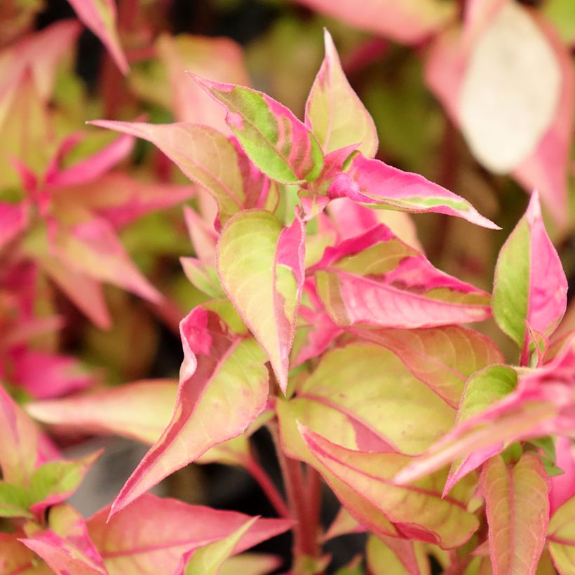 Alternanthera ficoidea Party Time (Lehvistö)