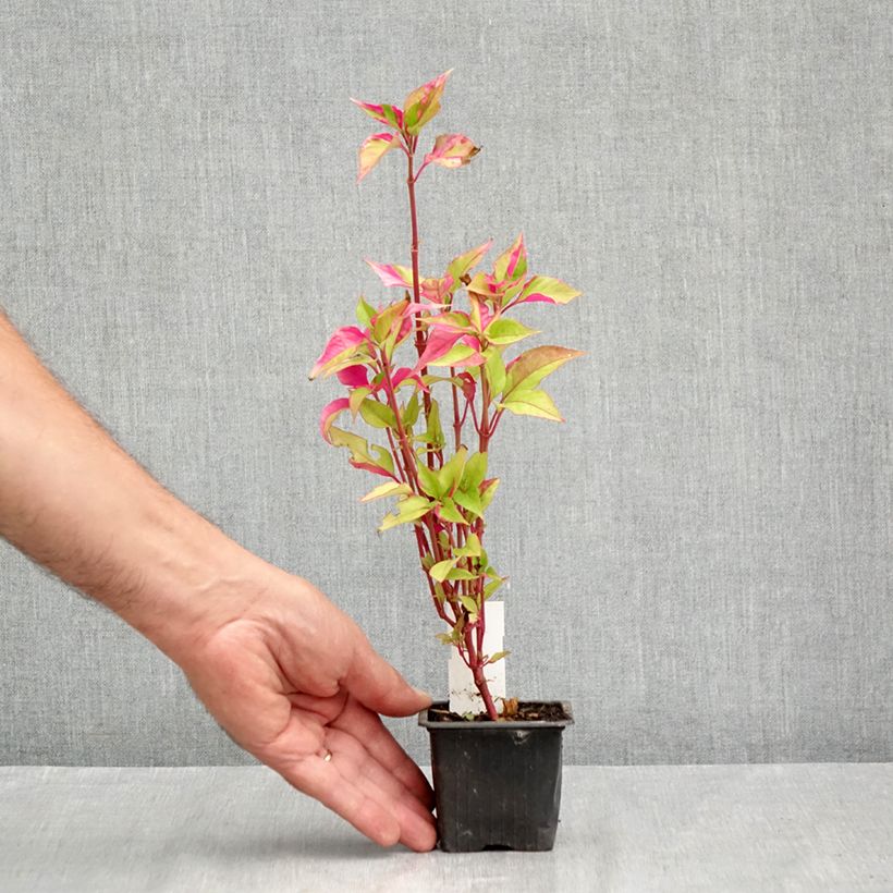 Esimerkki kesällä toimitetusta Alternanthera ficoidea Party Time Godet de 8/9 cm-taimesta