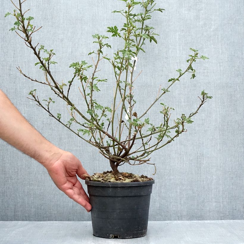 Esimerkki kesällä toimitetusta Alyogyne huegelii Santa Cruz Pot de 3L/4L-taimesta