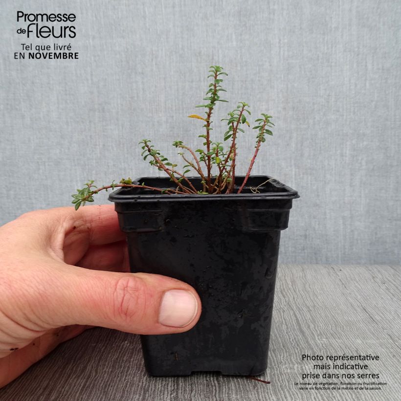 Esimerkki syksyllä toimitetusta Kilpiruoho - Alyssum argenteum 7/8 cm taimiruukku-taimesta