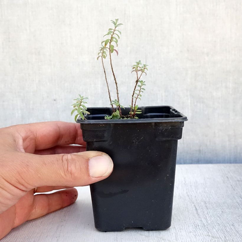 Esimerkki kesällä toimitetusta Kilpiruoho - Alyssum argenteum Godet de 7/8 cm-taimesta