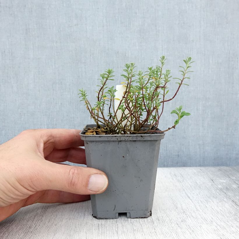 Esimerkki syksyllä toimitetusta Rinnekilpiruoho Berggold 8/9 cm taimiruukku-taimesta