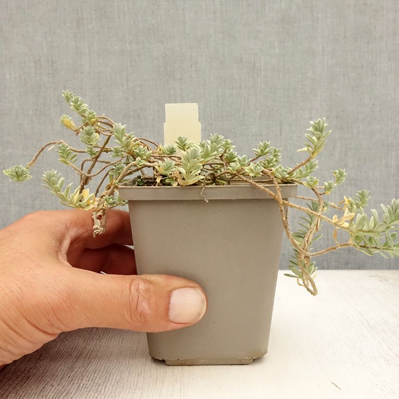 Esimerkki kesällä toimitetusta Rinnekilpiruoho Berggold Taimiruukku 8/9 cm-taimesta