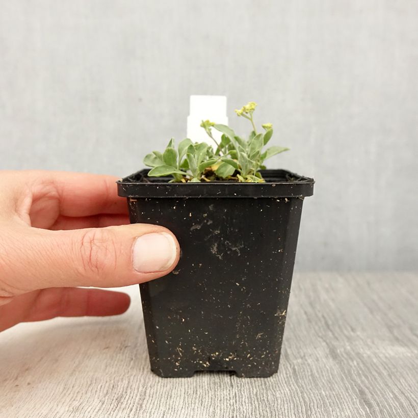 Esimerkki keväällä toimitetusta Kivikkokilpiruoho Compactum Taimiruukku 8/9 cm-taimesta