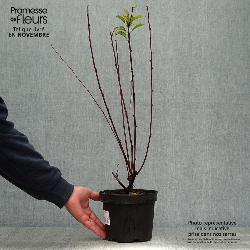 Esimerkki syksyllä toimitetusta Ruusumanteli - Prunus triloba 2 litran/3 litran ruukku-taimesta