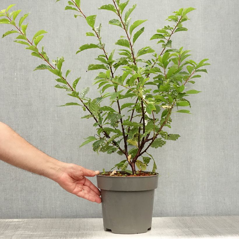 Esimerkki kesällä toimitetusta Ruusumanteli - Prunus triloba Ruukku 2L / 3L-taimesta