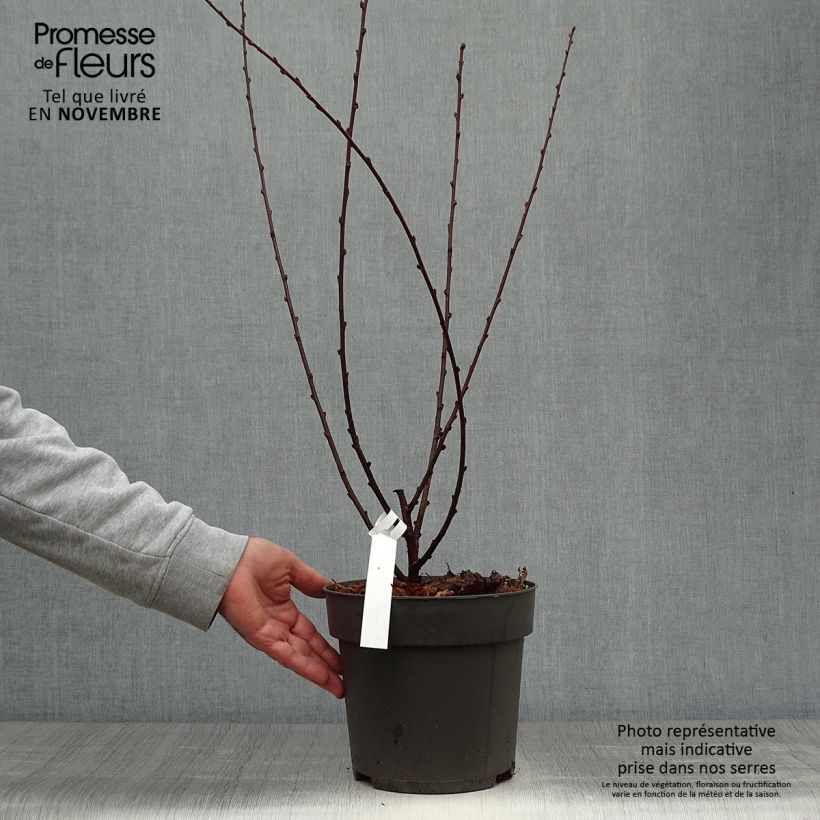 Esimerkki syksyllä toimitetusta Ruusumanteli - Prunus triloba 4 litran/5 litran ruukku-taimesta
